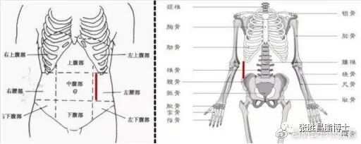 用心科普 鲸骨束腰 拆肋骨 腰腹吸脂 折腾那么多 为什么肚子还下不去 百特美 微信公众号文章阅读 Wemp