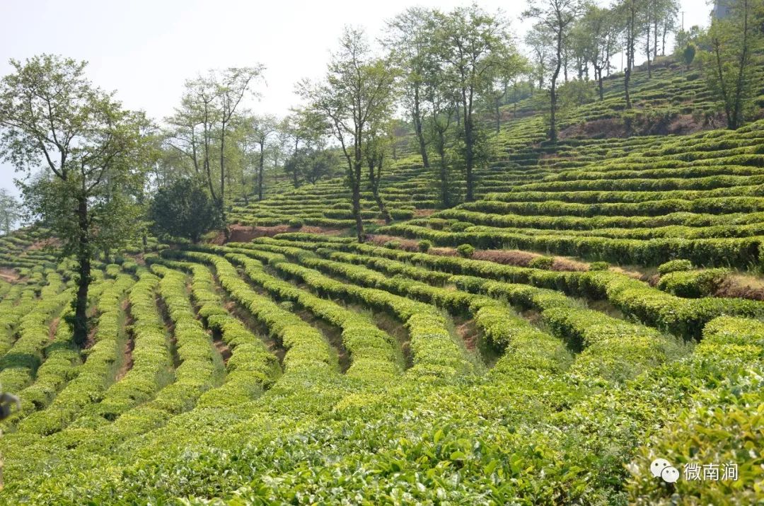 南涧罗伯克茶场图片