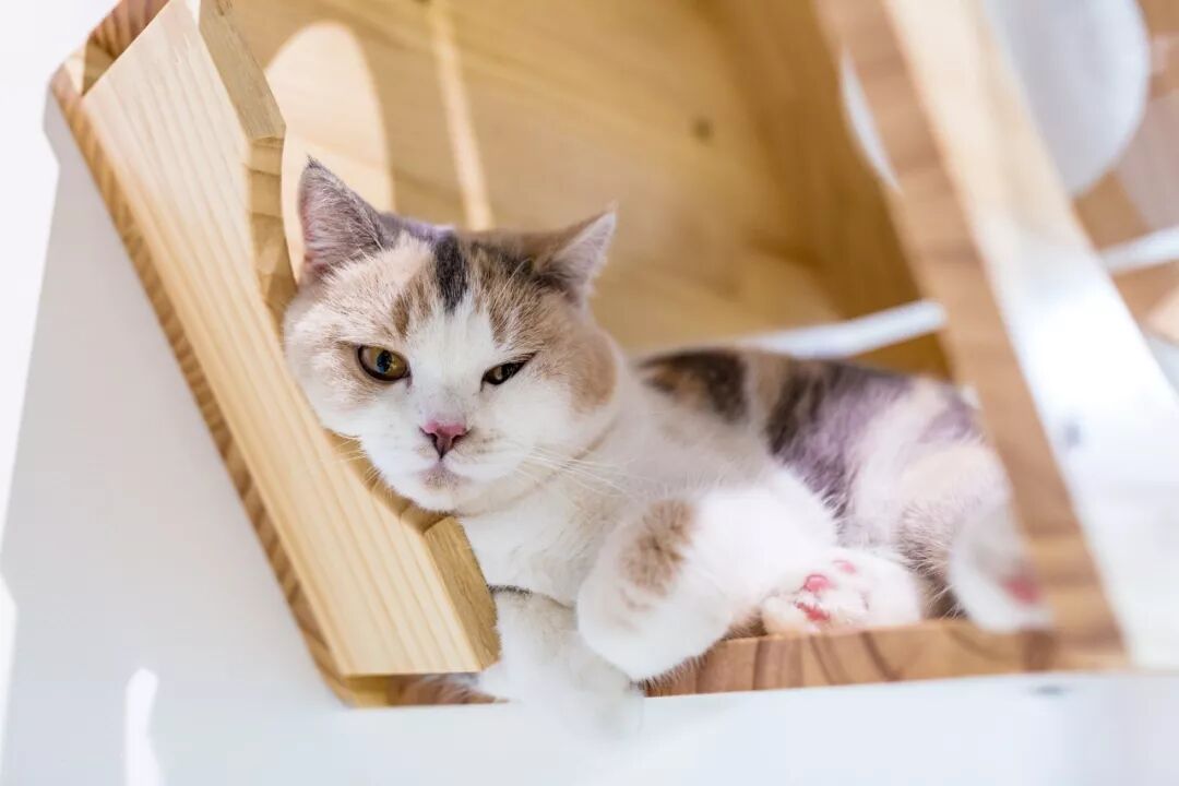 開進 家裏 的小眾貓咖 貓咪只只都身懷絕技 一擼就上癮 吃喝玩樂in廣州 微文庫