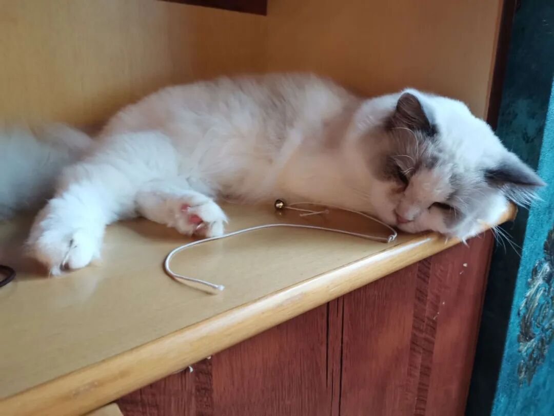 猫咪离家出走前的暗示是什么