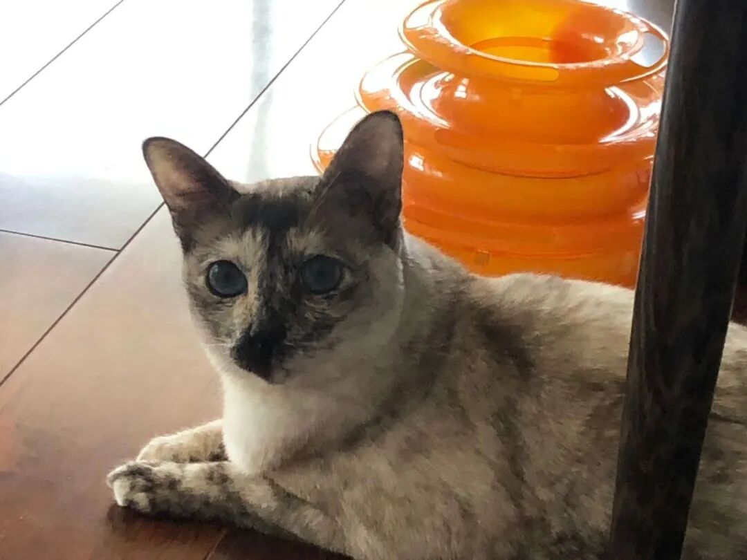 猫咪离家出走前的暗示是什么