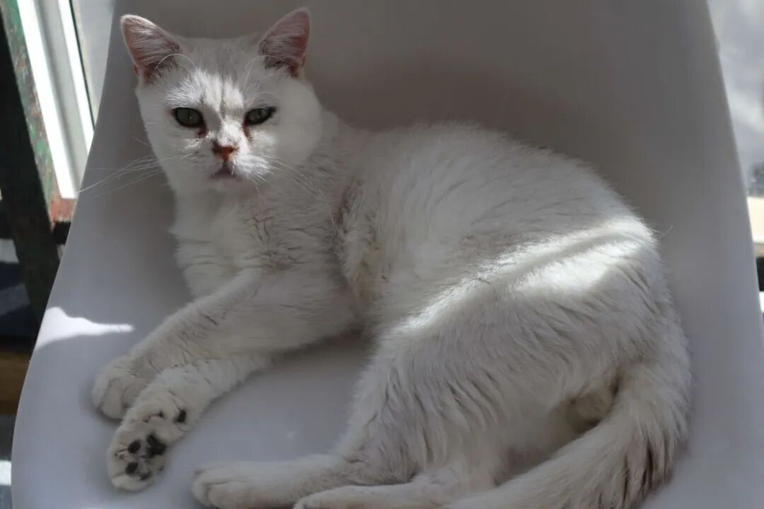 新买的猫咪不吃不喝怎么办