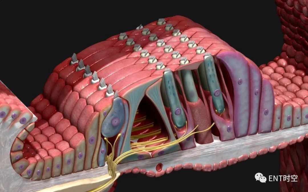 corti氏器的模式圖圖 7. 8. 17.毛細胞,蓋膜和基底膜圖 7. 8. 18.