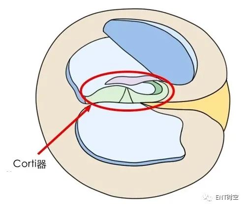 corti氏器,系耳蝸內聽覺的基本構造,位於蝸管的基底膜上,基本結構包括