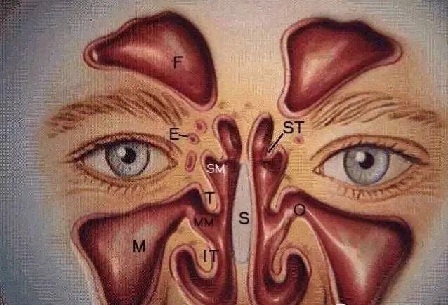 操作鼻窦镜时怎么摆基础必备 丨 鼻内镜鼻窦手术的操作过程详解_https://www.jmylbn.com_新闻资讯_第2张