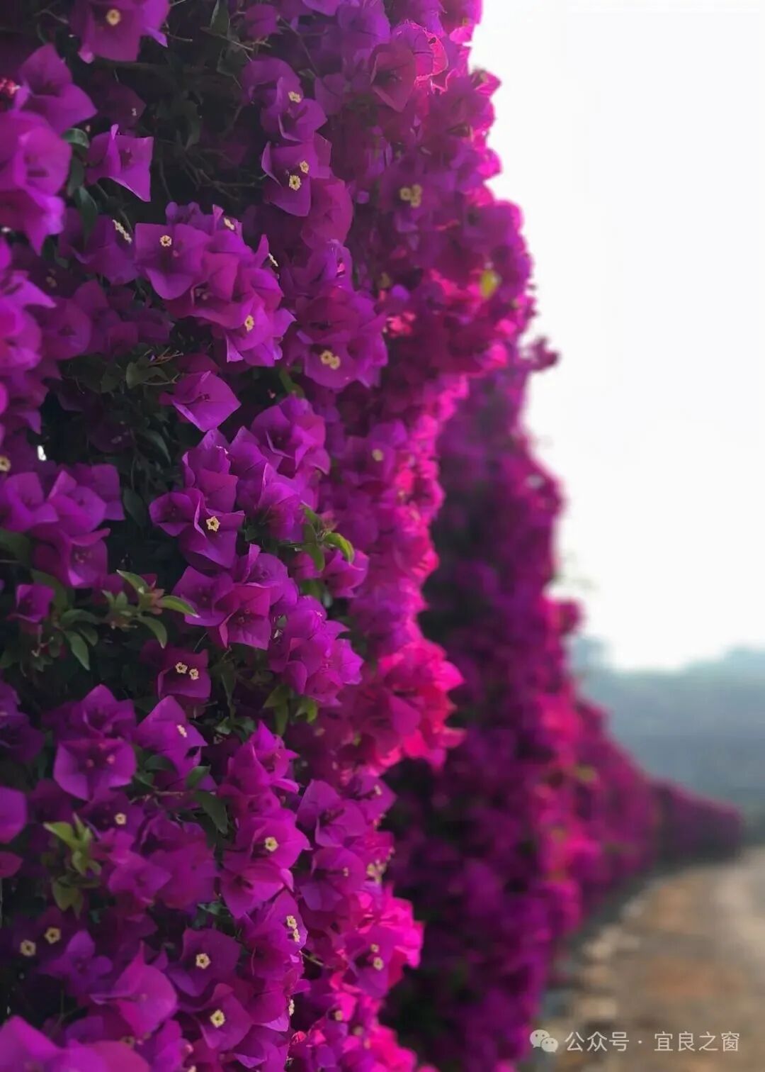 五一要不要考虑一下来昆明看花海呢?