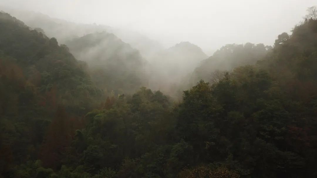 PLAT ASIA | 自然实践系列：林深处