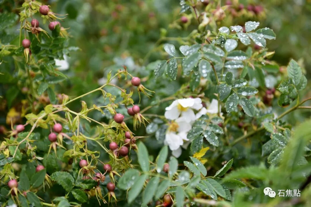 石焦点花卉 101 蔷薇 心有猛虎 细嗅蔷薇 石焦點 微信公众号文章阅读 Wemp