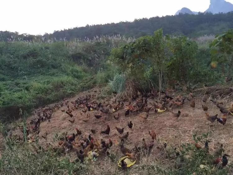 青島 包裝 印刷_鄭州大家印紙抽盒印刷_桂林包裝盒印刷