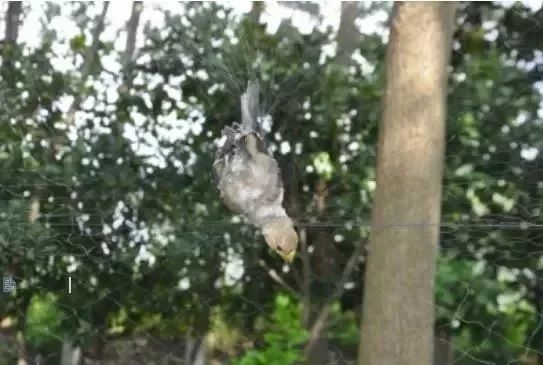 麻雀吃小排都市驱魔女天师_麻雀吃什么_麻雀吃什么呀