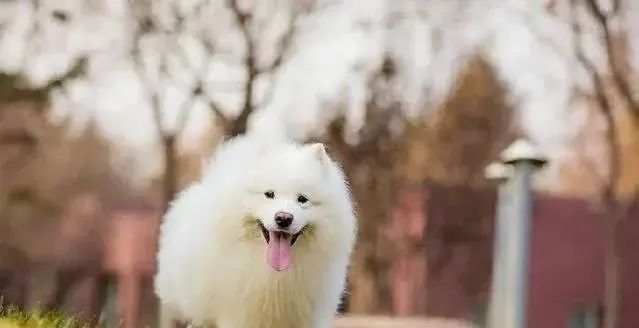 宠物狗排名智商排名_宠物狗排名前十名_宠物狗排名/