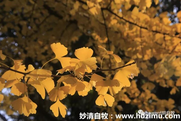 致中秋：秋之感想