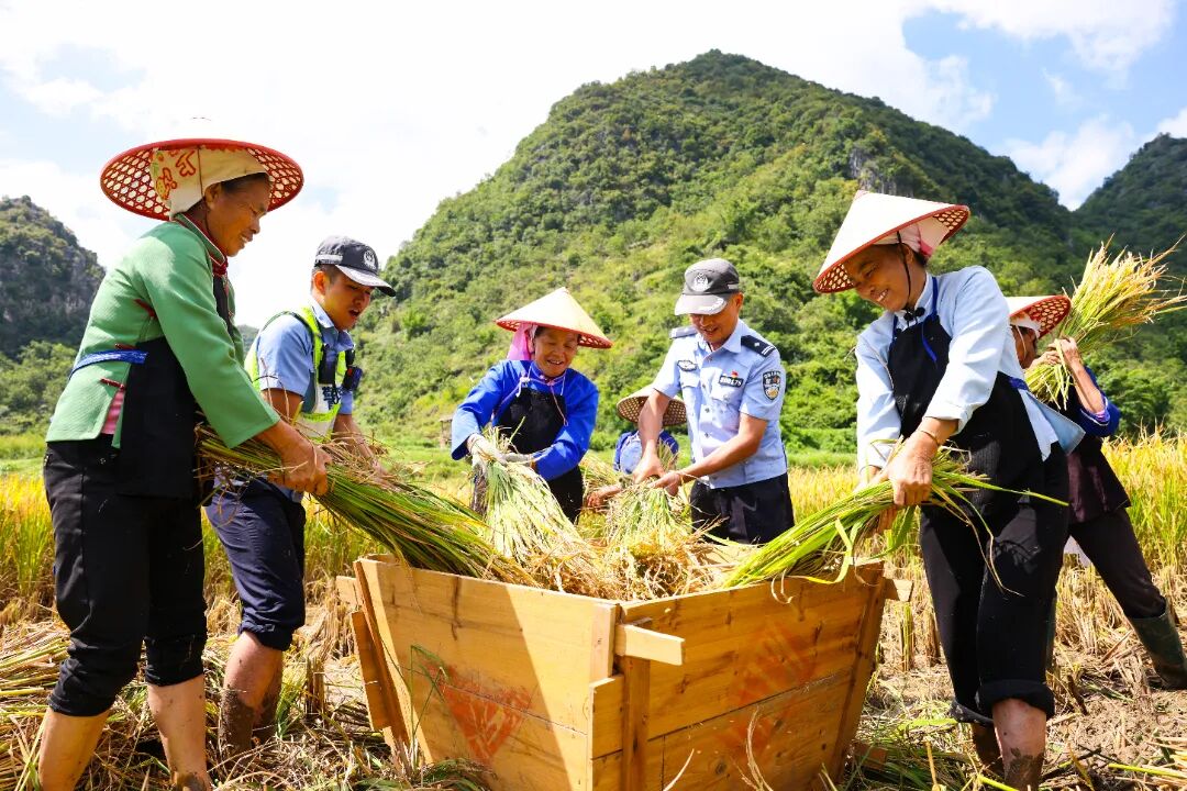 秋收时节，广南县公安局八宝派出所民警辅警帮助农户采收稻谷（拍摄者：文山州公安局政治部新闻宣传科辅警 林涛）.jpg