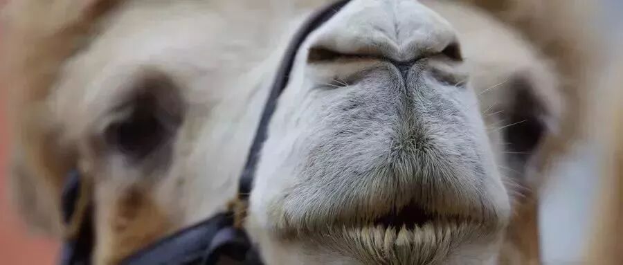 鼻塞、流涕、打喷嚏太难受，调理鼻炎的快捷方法是……