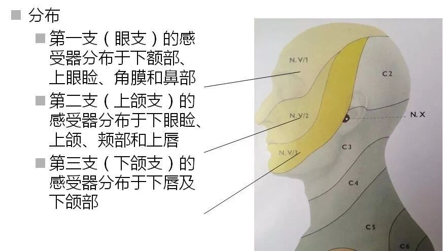 触摸双侧咀嚼肌,张口观察下颌有否偏斜反射:角膜反射,下颌反射临床