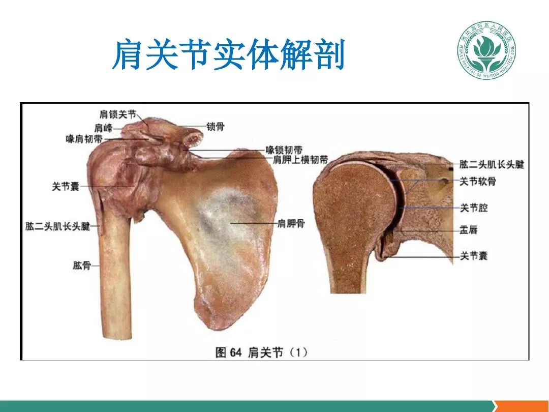 肩关节软组织压痛点的解剖与临床 针刀医学网 微信公众号文章阅读 Wemp