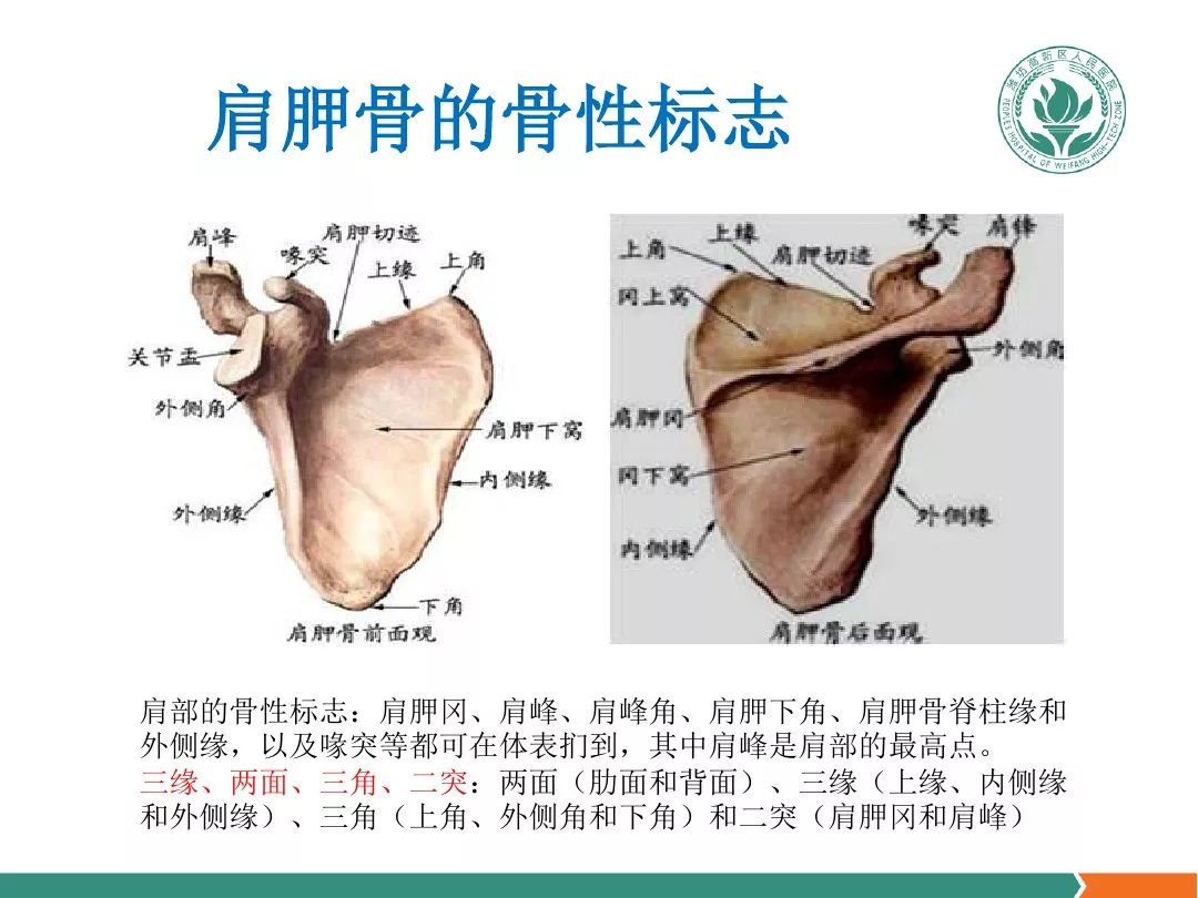 肩关节软组织压痛点的解剖与临床 针刀医学网 微信公众号文章阅读 Wemp