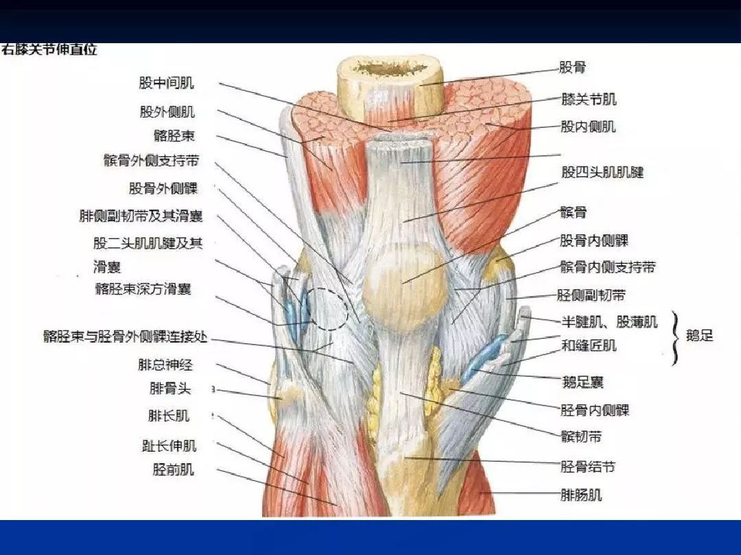 膝盖肌肉结构图解剖图图片