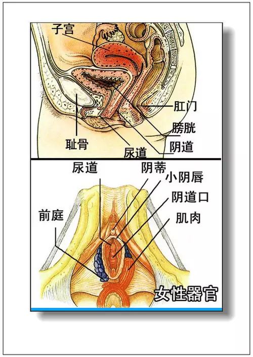 腹網膜2.腹部臟器分佈圖(前面觀)