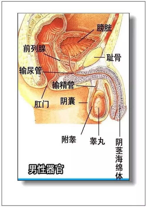 人體器官分部彩圖大全