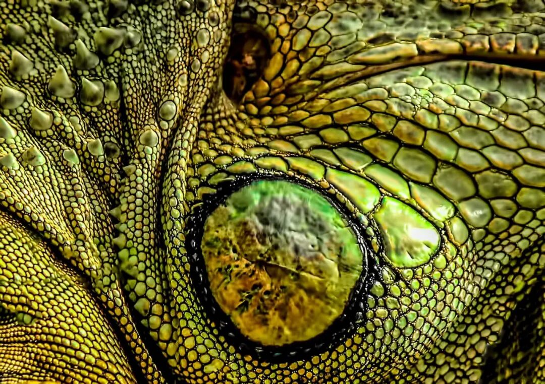 艺术与设计 - 自然界中的抽象美