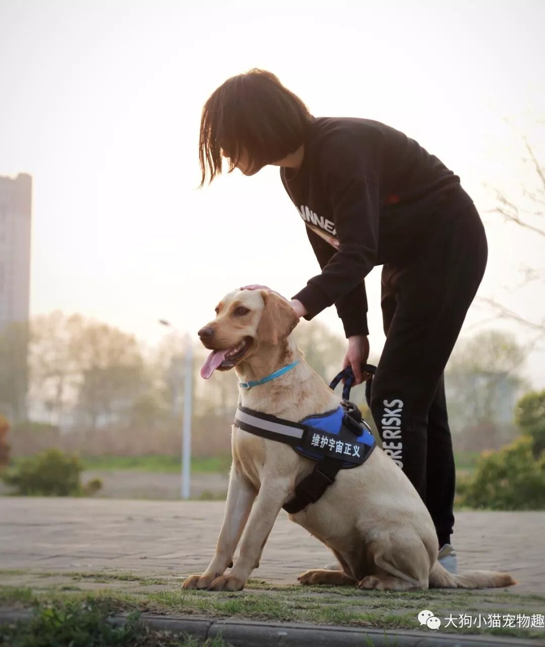 狗狗的身体语言之 画曲线 大狗小猫宠物趣闻 微信公众号文章阅读 Wemp