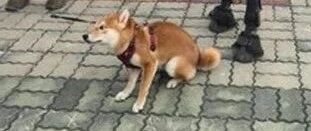 狗子跟马合照刚开始以为是假的，结果一抬头吓得腿都软了：快抱我起来！