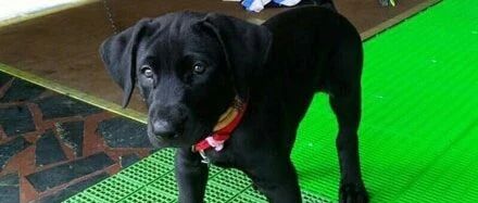 收养一只小狗回来感觉怪怪的，问了前主人后，网友有点崩溃了！