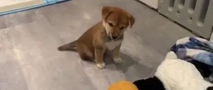 准备好玩具让小柴抓周，结果它居然选了这个，太让人意外了！