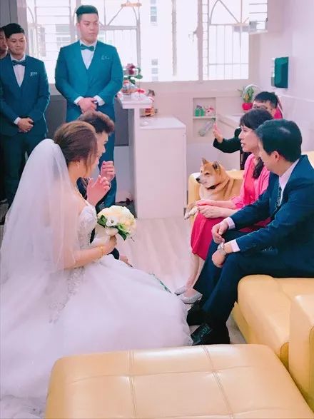 女子結婚當天，柴犬一臉嚴肅看著新郎：我的聘金呢？ 萌寵 第6張