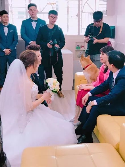 女子結婚當天，柴犬一臉嚴肅看著新郎：我的聘金呢？ 萌寵 第8張