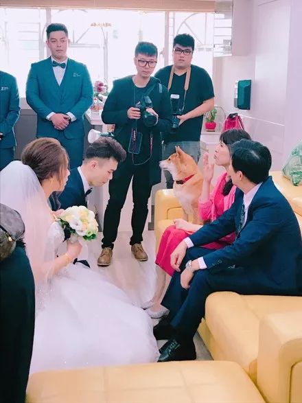 女子結婚當天，柴犬一臉嚴肅看著新郎：我的聘金呢？ 萌寵 第5張