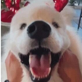 圣诞节快到了，网友给萨摩耶准备了好多发箍，要被这个笑容萌化了！