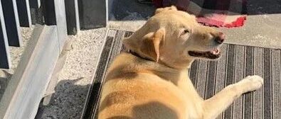 网友在门口看到一只老虎躺着睡觉，他壮着胆走近一看，瞬间笑喷了！