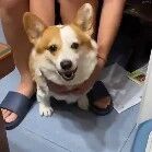 两只柯基在吵架，结果主人突然放开手，空气就瞬间安静了！