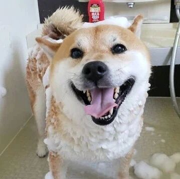 主人帮狗子洗澡，结果洗着洗着它甩了一下，瞬间奔溃了！