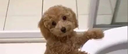 网友家的狗子拉完便便后，总是要催他这样做，让人哭笑不得！