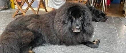 主人拿了件粉色保暖衣给狗子穿上，它直接炸毛了：像极了​睡醒时的我！