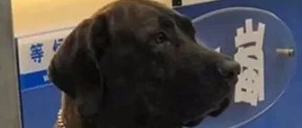 一年没更新，粉丝追问狗狗近况，主人笑回：它去当保安了！