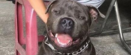 蓝眼睛的小狗特别可爱，可6个月后竟然长这样，主人：回不去了！