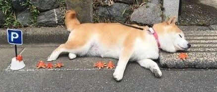 主人给狗子画了一个迷你停车位，可每次停进去都会超长，笑喷了！