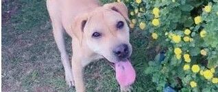 狗子偷偷把衣服穿成袈裟，还到处去找人化缘，要被它笑屎了！