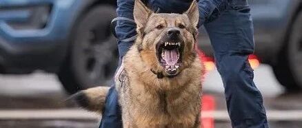 凶猛警犬下班之后，居然爱在家带孩子，主人：它比妈妈还温柔！