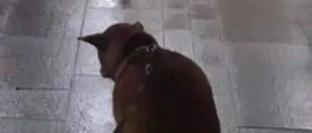 狗子路过警局门口，居然摆出这个姿势，主人吓傻：别害我！