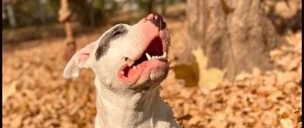 主人照着狗子做了一个蛋糕，网友却以为这是小猪，看到本尊笑喷！