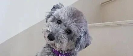 主人送狗子去宠物店修毛，接回来一看却变成了雪纳瑞，笑喷了！