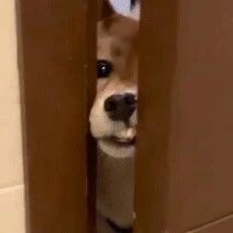 主人在上厕所，阿柴用尽力气也要挤进来守着，太逗了！