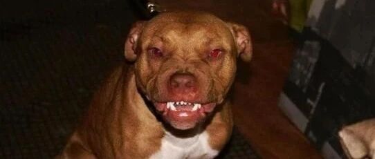 女子半夜起床发现狗子头上有一道裂痕，她查找完伤口后，有点哭笑不得！