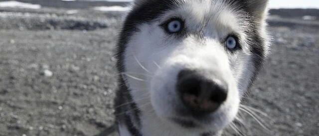 男子带2只哈士奇出门散步，这一路能感受到他的绝望，笑喷了！