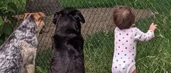 邻居爷爷每天都来给狗子喂零食，这天却突然发现，多了一只不一样的！